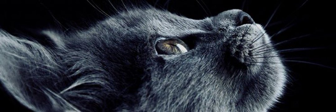 dehlizdee's profile banner image