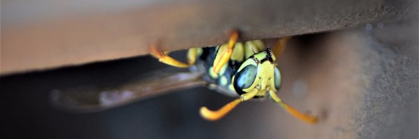 WSUEntomology Profile Banner