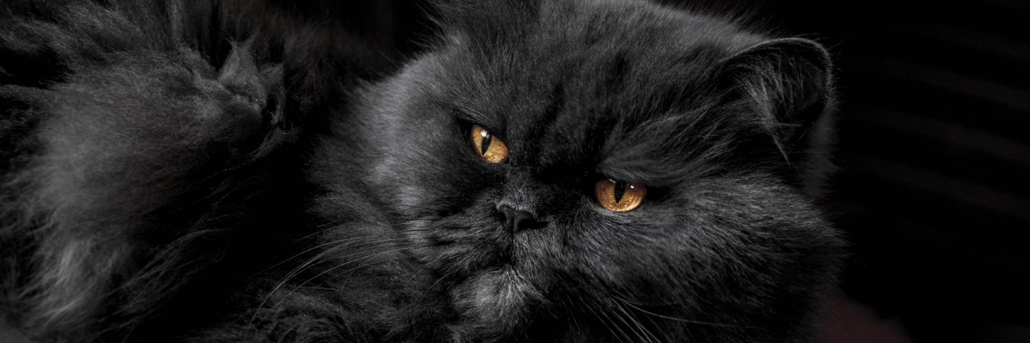 0xCarlito's profile banner image