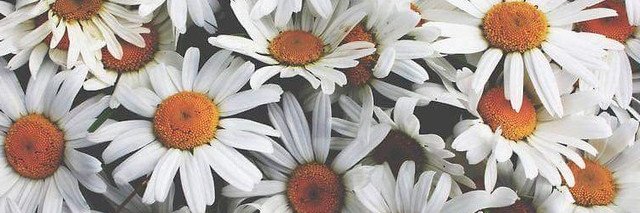 Ariany Brizuela banner