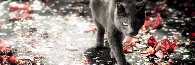 suckingcat's profile banner image