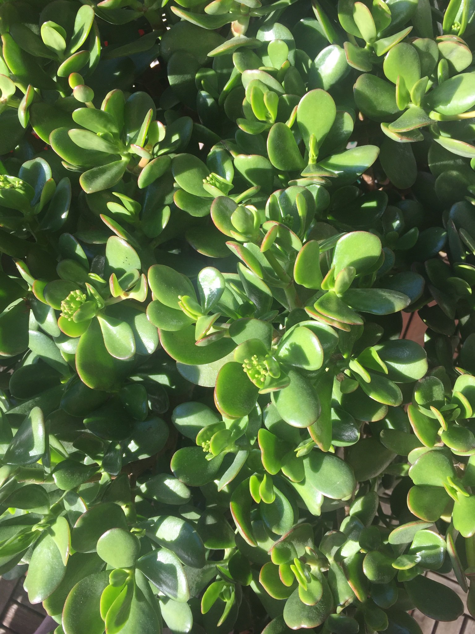 LauraCanepa2's profile banner image