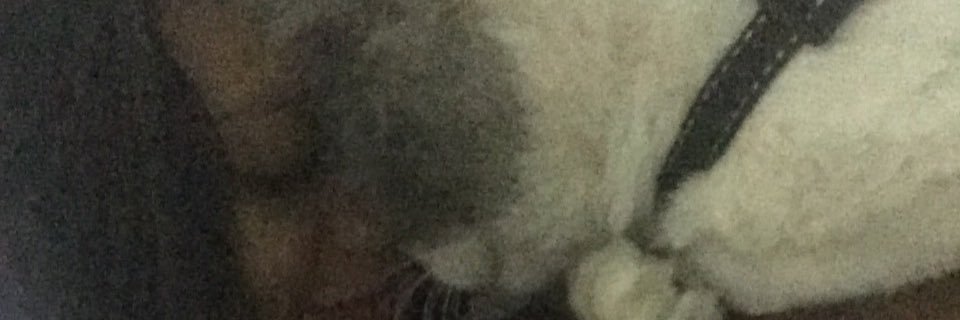 PaoTorrez's profile banner image