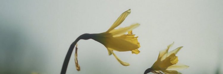 ButtrcupHarry's profile banner image