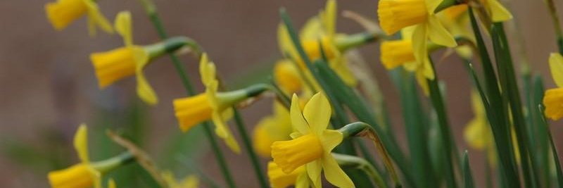 Shaz (@🏠) 🇺🇸 🌻🇺🇦🌻 banner