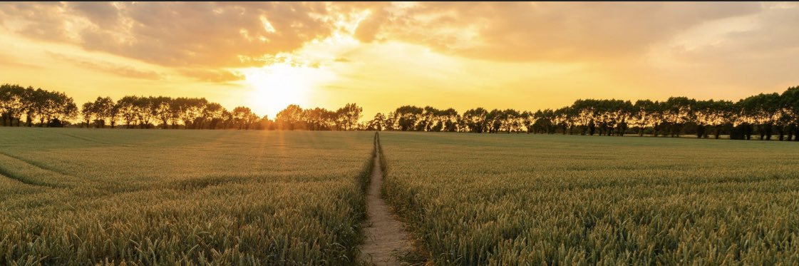 DEMETER GRAINS banner