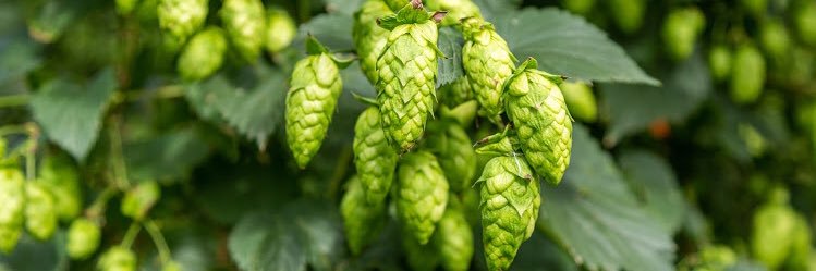 Justin Shepherd banner