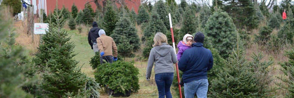 darlingtreefarm's profile banner image