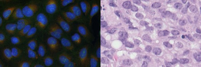 Glencoe Software banner