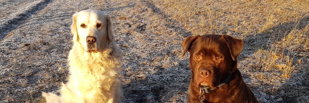 Hollander met gezond verstand banner