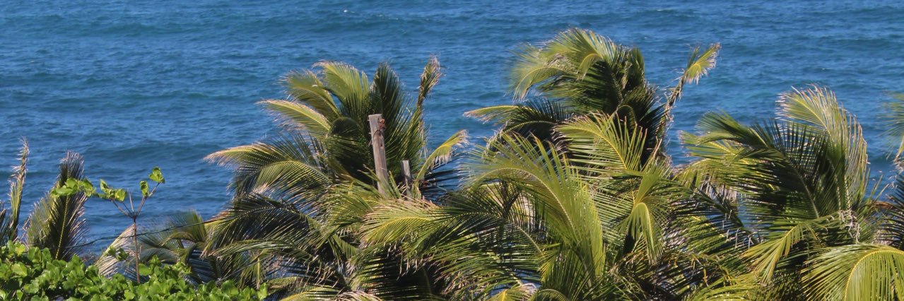 🥥 🌴Mocha🏝️🐒 banner