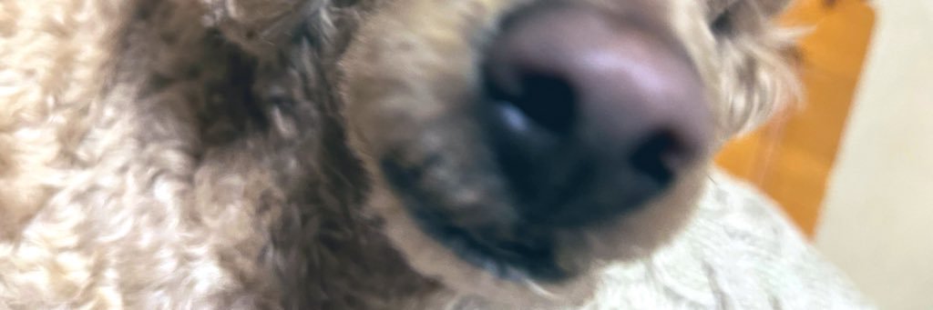 bluegorilla_mk2's profile banner image