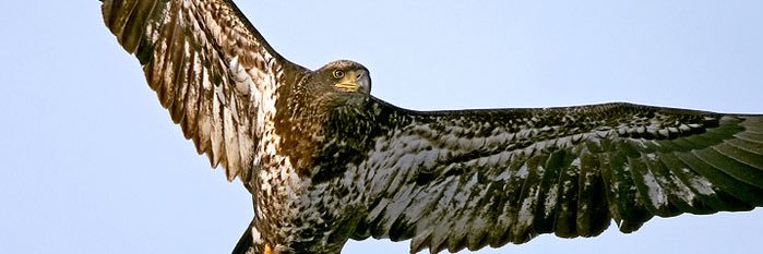 Marcela Sapone banner