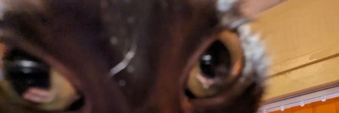 McPollo3650's profile banner image
