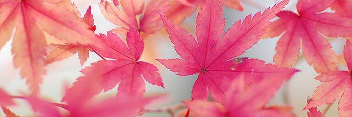 Aom_Umaporn's profile banner image