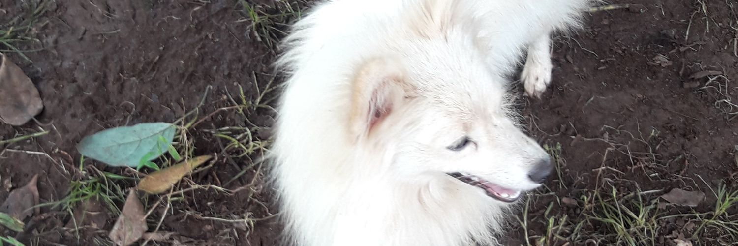 MDidash's profile banner image