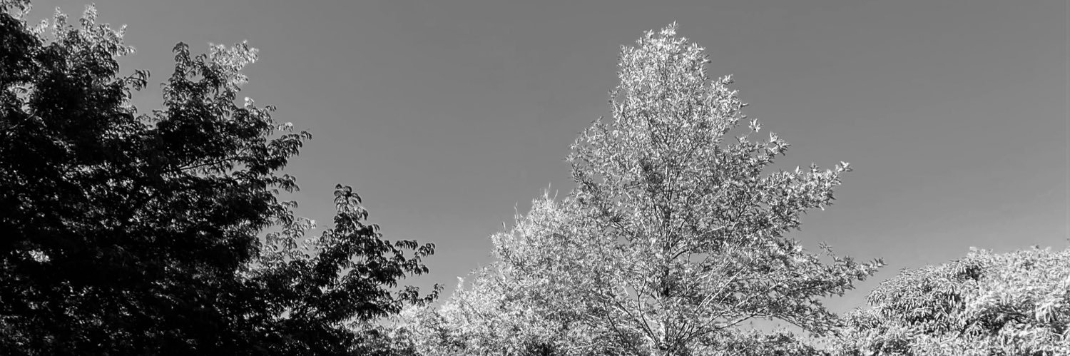 LS4cca's profile banner image