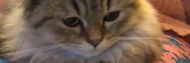 JulieRtb's profile banner image