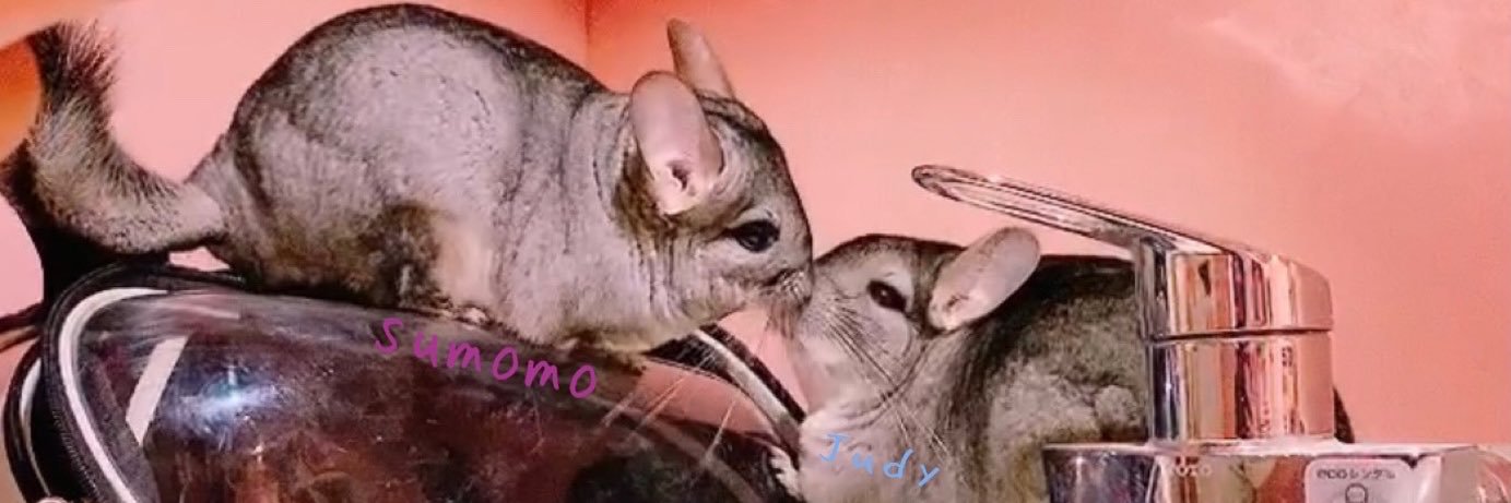 sumochinchilla's profile banner image