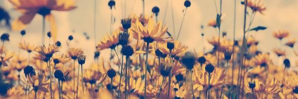 JessieJenney's profile banner image
