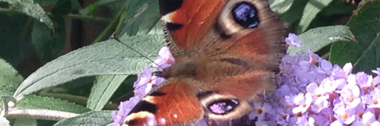 Lynne Thomson banner