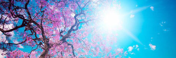 softpangea's profile banner image