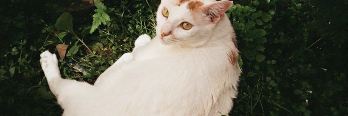 Saint Cat banner