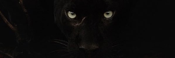 _OhLaVache_'s profile banner image