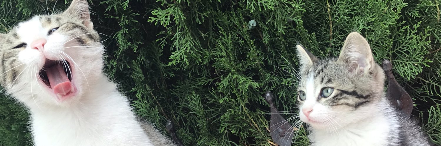 AslanLyl's profile banner image