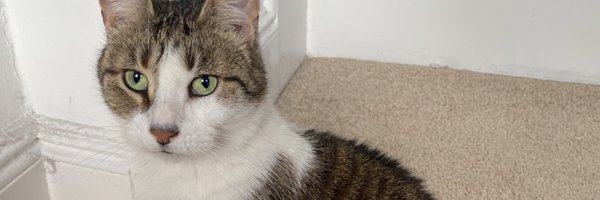 BadTweetsMike Profile Banner