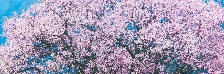 jul_fdz's profile banner image