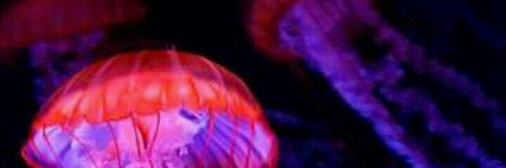 mayleeth22's profile banner image