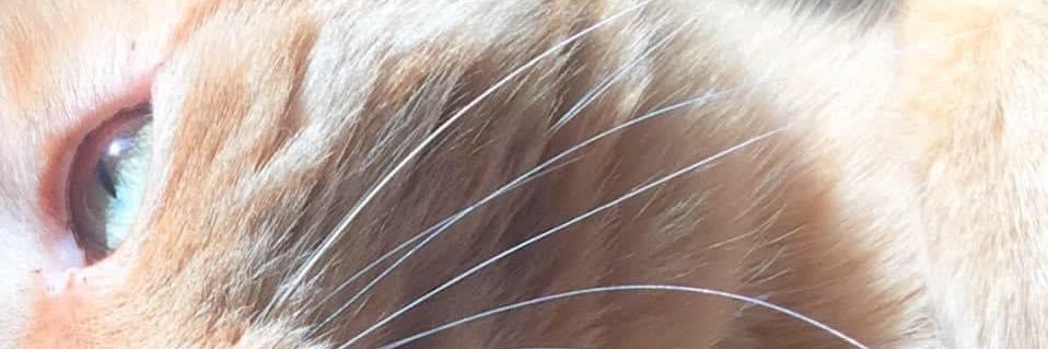 🤓Schuyler & 😽Samwell banner