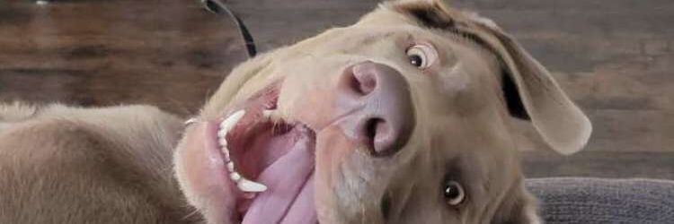 Jake Langston banner