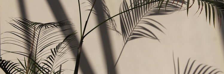 𝚑𝚢𝚍𝚛𝚊𝚗𝚐𝚎𝚊💐 banner