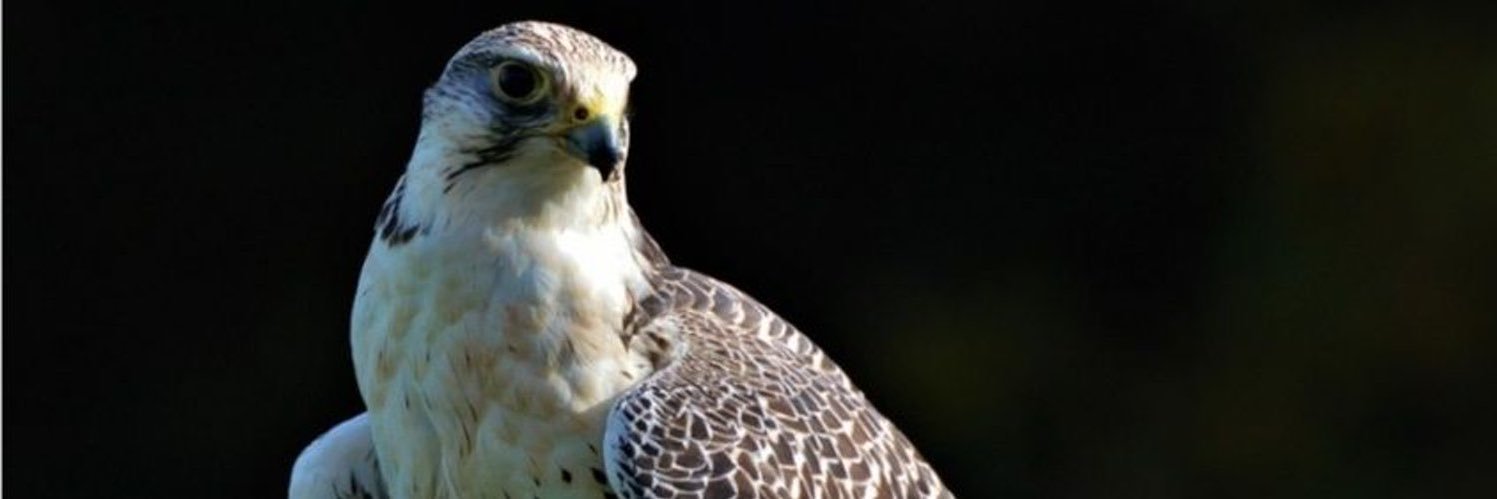 ناصر الرشيد banner