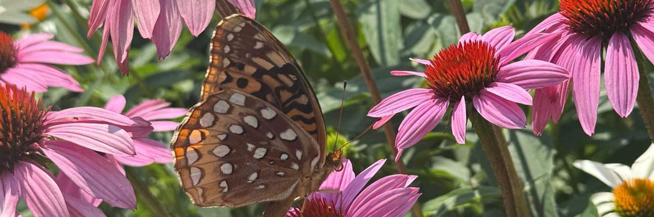 Megan Ellis banner