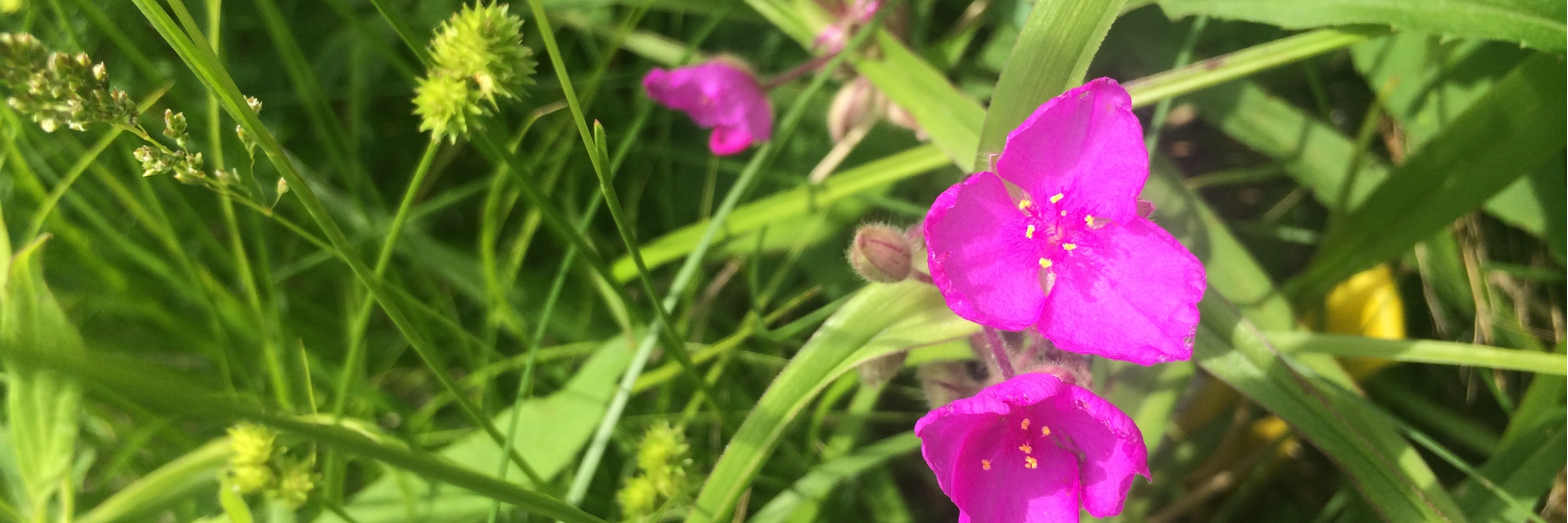 PlantLoveStory's profile banner image