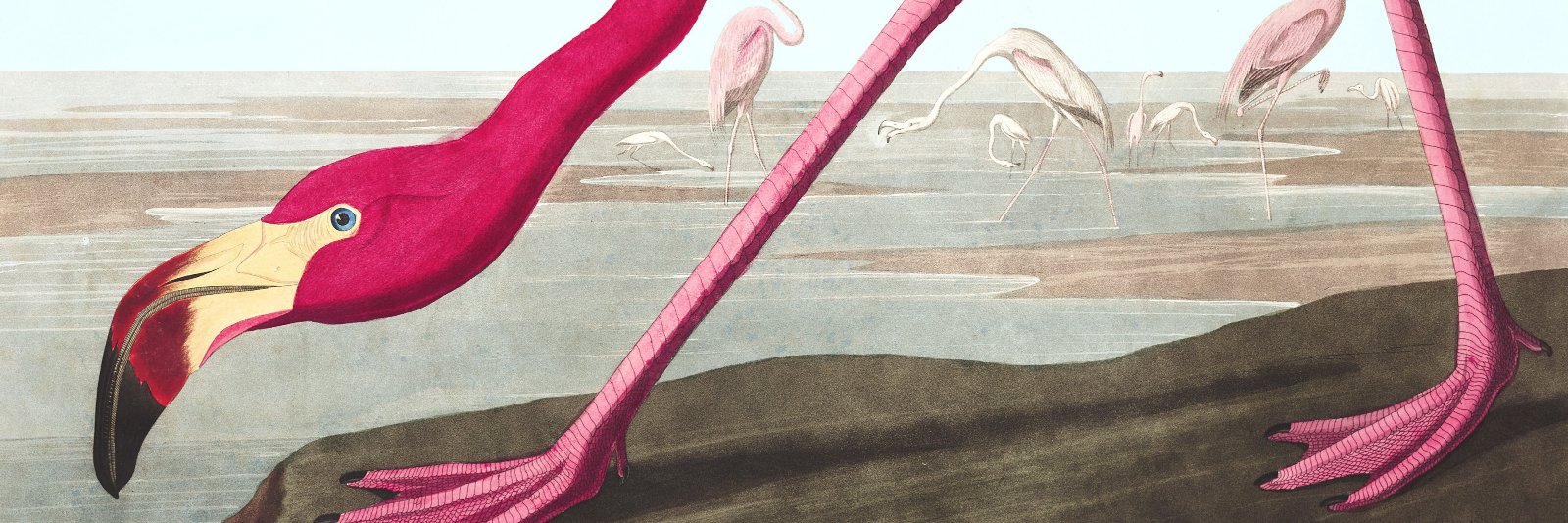 Aesthetics for Birds banner