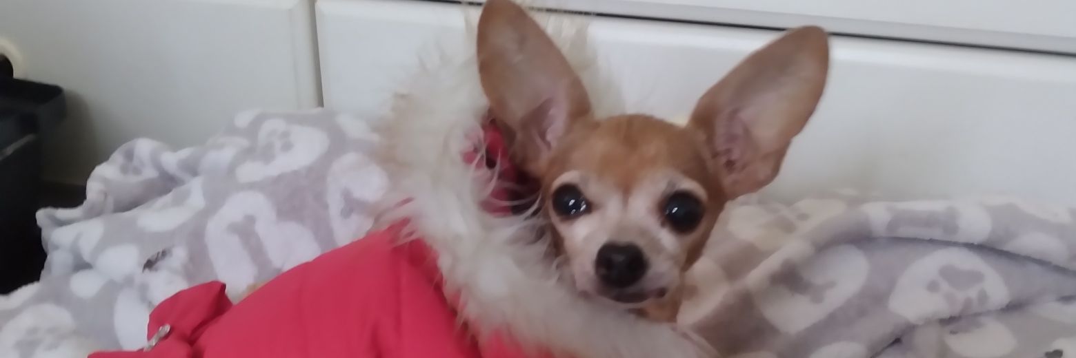lichirescue's profile banner image