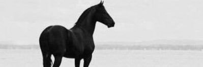 منال الخالدي . banner