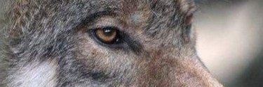 crazy199017's profile banner image