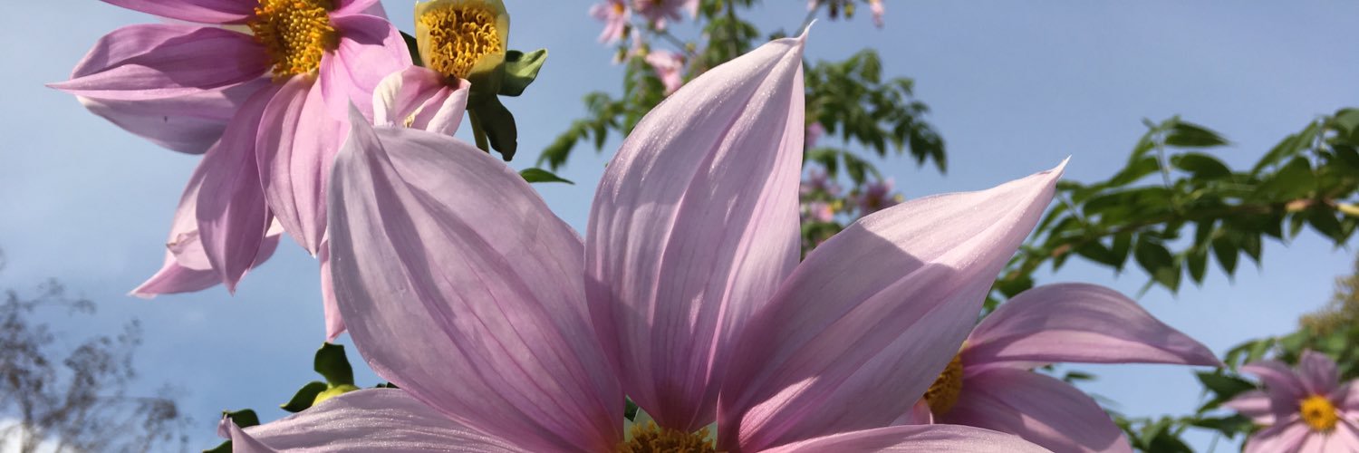 Dr Bridget Draper banner