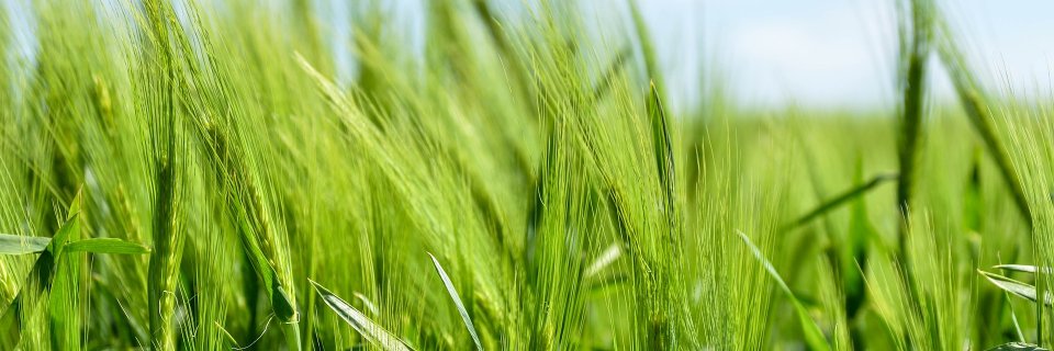 Agriculture Coin banner