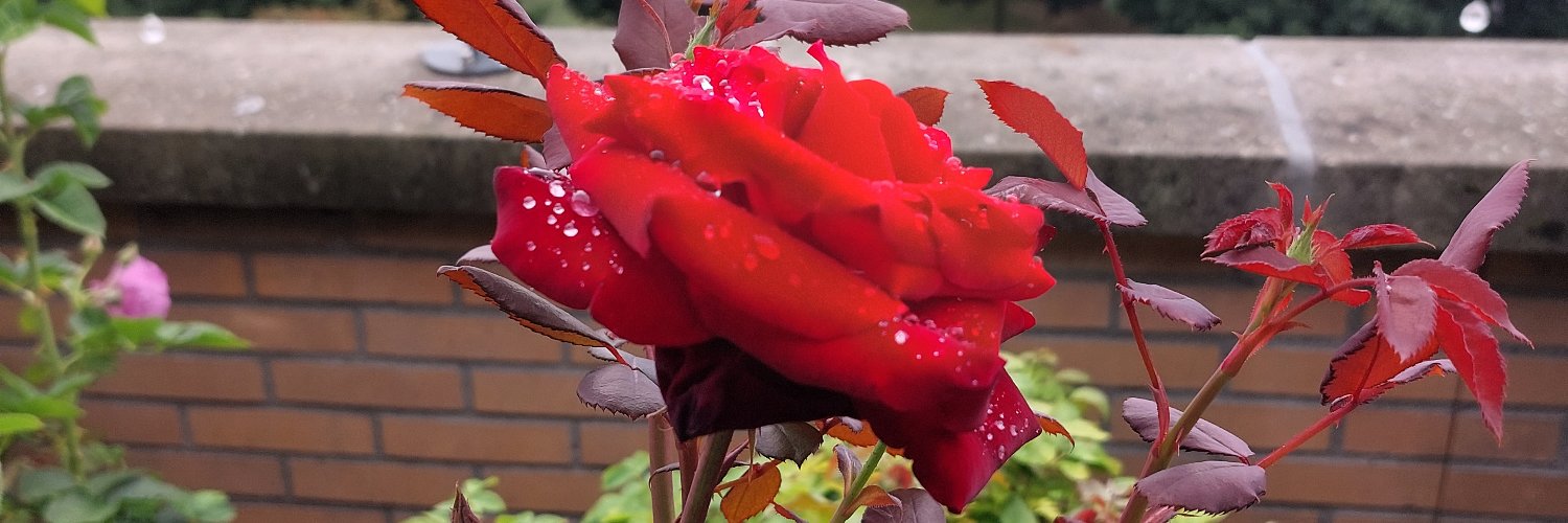 Gerald Thus 🏳️‍🌈@geraldthus.bsky.social banner