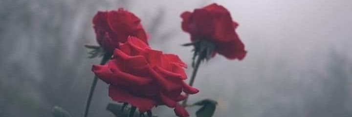 JuSchvabe's profile banner image