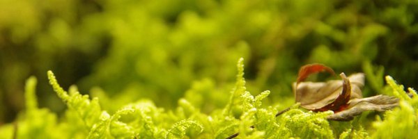 aria_mt_nguyen Profile Banner