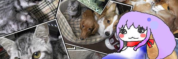 kuunyan's profile banner image