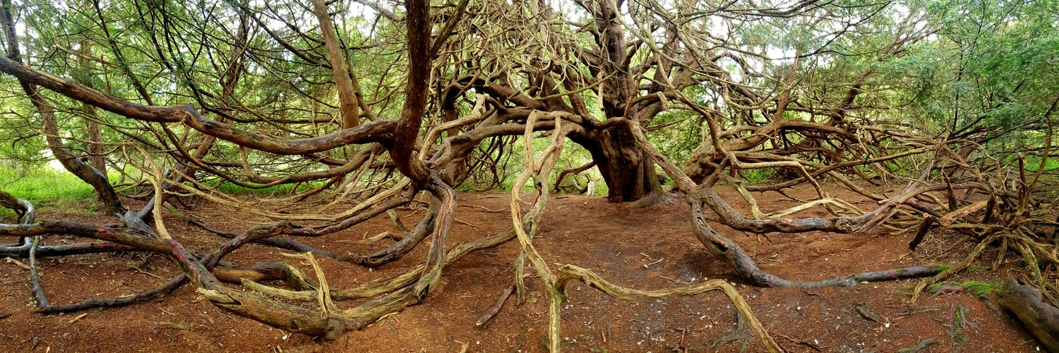 Books Landscape Magic banner