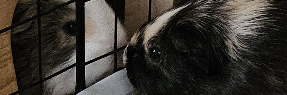 coconuts_2's profile banner image